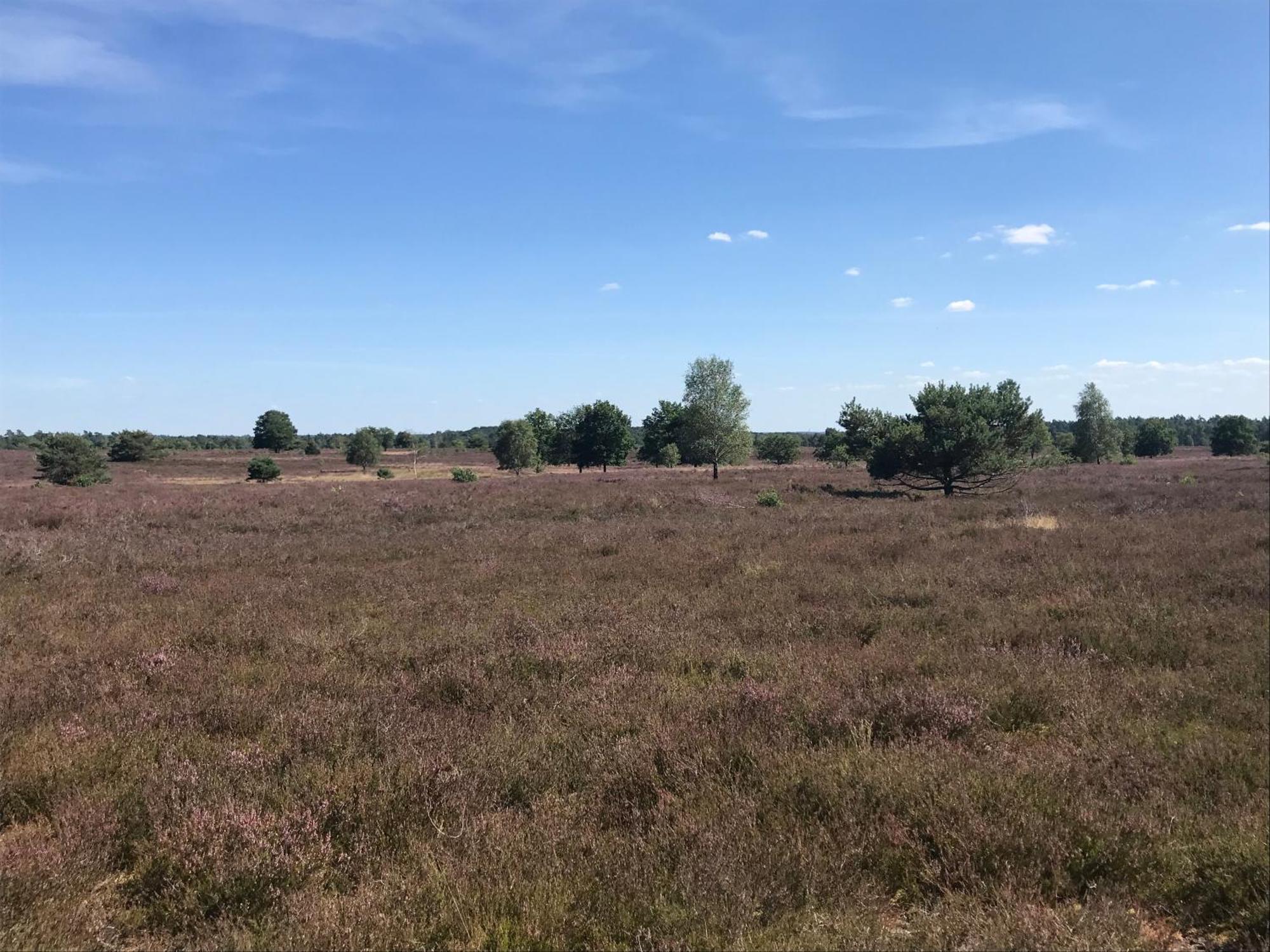 Ferienwohnung Calluna Buchholz in der Nordheide Buitenkant foto