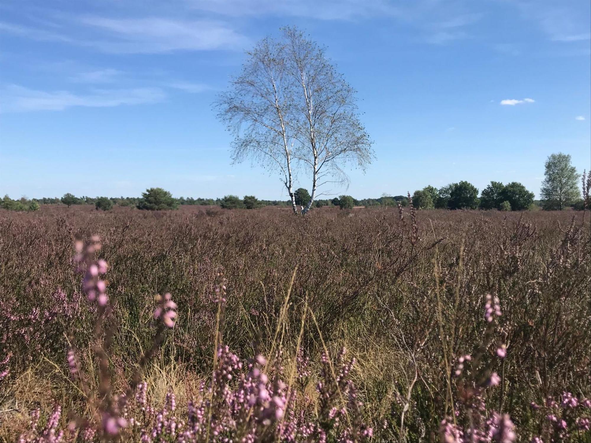 Ferienwohnung Calluna Buchholz in der Nordheide Buitenkant foto